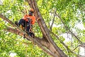 Huntsville Tree Pros